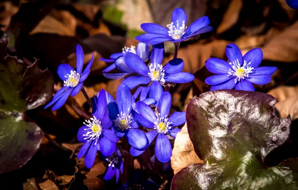 Macro, The coppice, Pechenocna