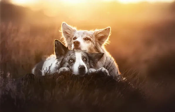 Dogs, nature, friends