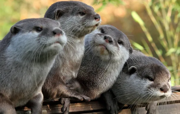 Picture grey, look, four, Otter, otters