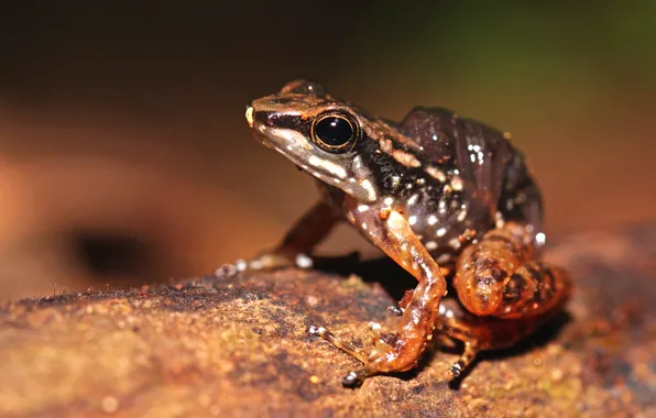 Look, macro, pose, background, Shine, leaf, frog, brown