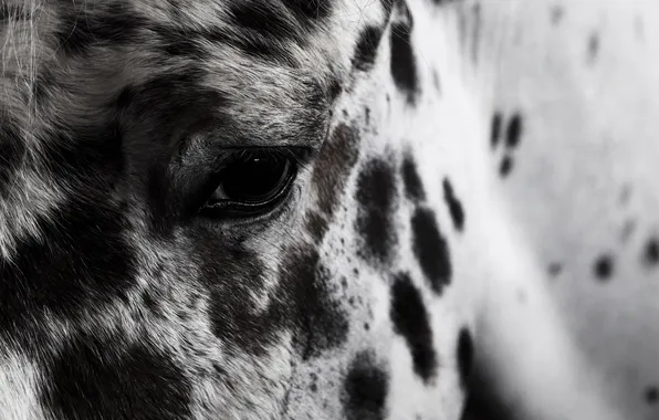 Picture eyes, look, horse, horse, blur