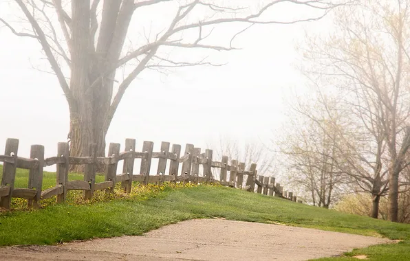 Trees, fog, the fence