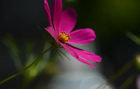 Picture flower, flowers, nature, plants, flora, kosmeya