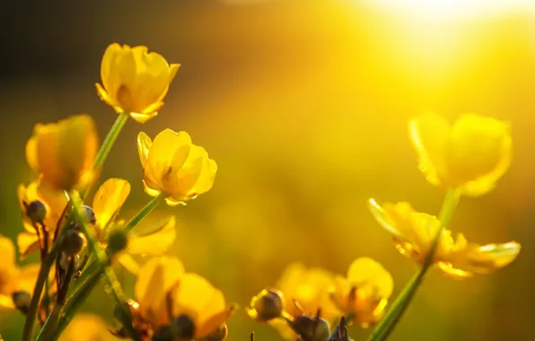 The sun, flowers, spring, tulips, bokeh