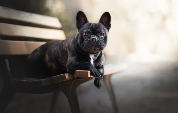 Picture look, face, dog, bench, bokeh, French bulldog