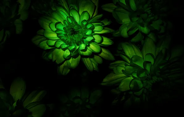 Picture macro, flowers, bouquet, flower, chrysanthemum, Chrysanthemum