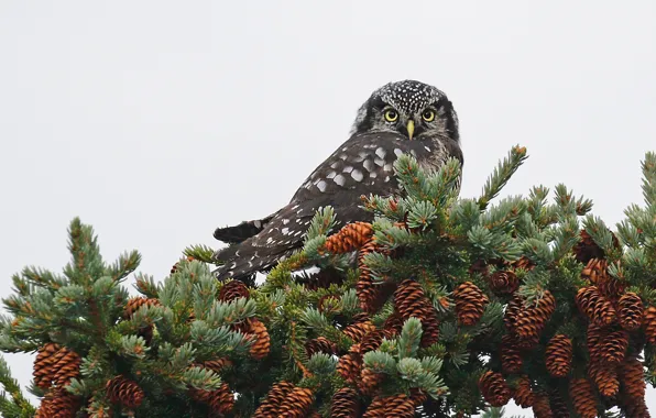Picture bird, beak, bumps, Hawk owl