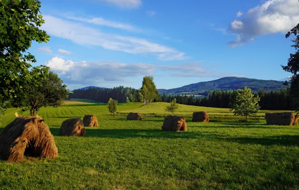 Field, summer, grass, trees, hay, straw, haystacks