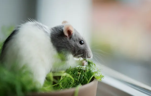 Look, background, mouse