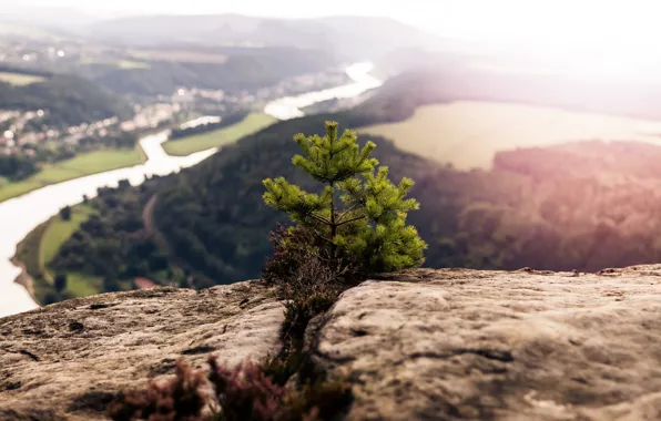 Rock, river, mountain, valley, top, sunlight, pine