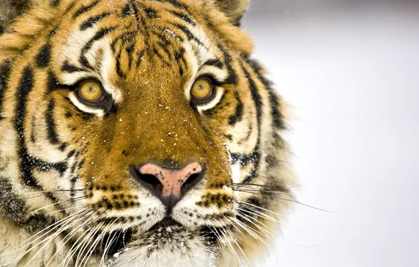 Picture Tiger, Snow, Mustache, Eyes, Face, Nose