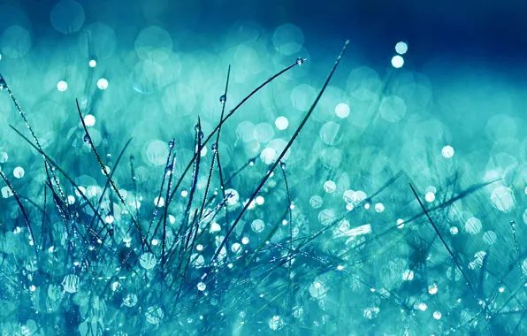 Picture greens, grass, water, drops, macro, light, squirt, Rosa, glare, lights, rain, blur