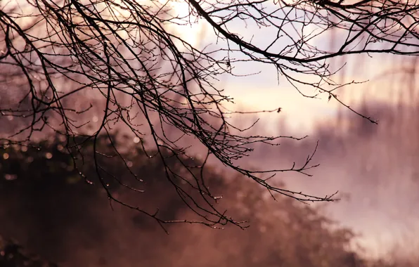 Forest, park, autumn, tree, twig