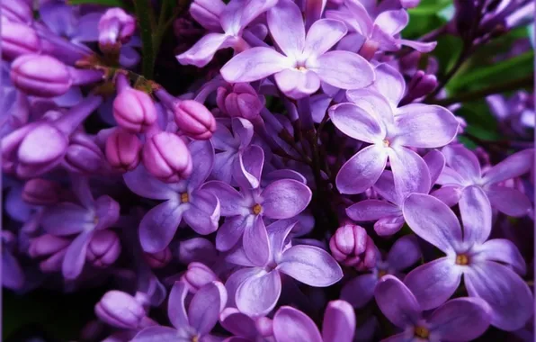Purple, flowers, lilac, may, lilac