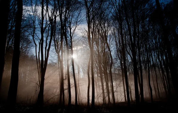 Picture forest, rays, trees, nature, fog