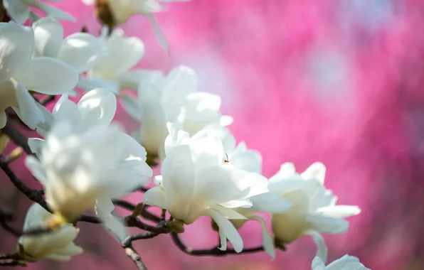 Flowers, spring, Magnolia, Tulip tree
