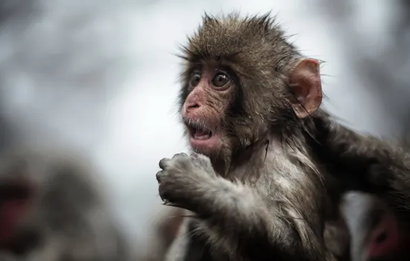 Look, nature, monkey