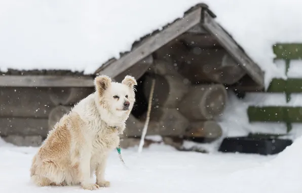 Look, snow, each, dog