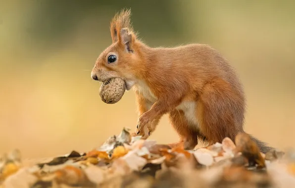 Picture leaves, background, walnut, protein, red, rodent