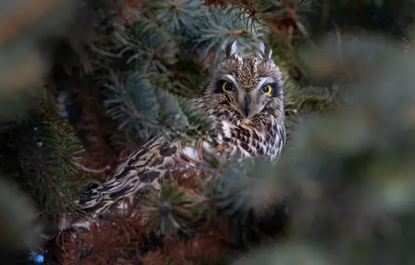 Picture branches, owl, bird, Short-eared owl