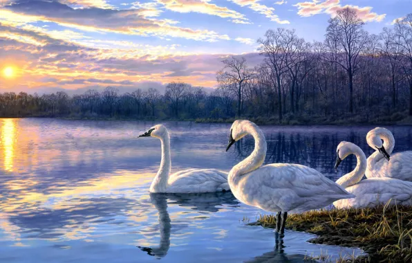 Picture landscape, sunset, lake, art, swans, Darrell Bush