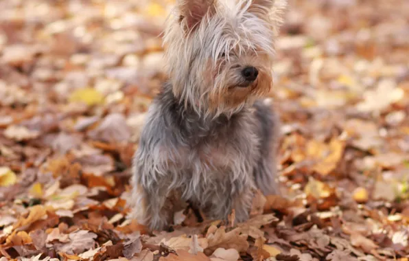 Autumn, FIFA, Erk, funny dog