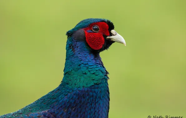 Picture background, bird, portrait