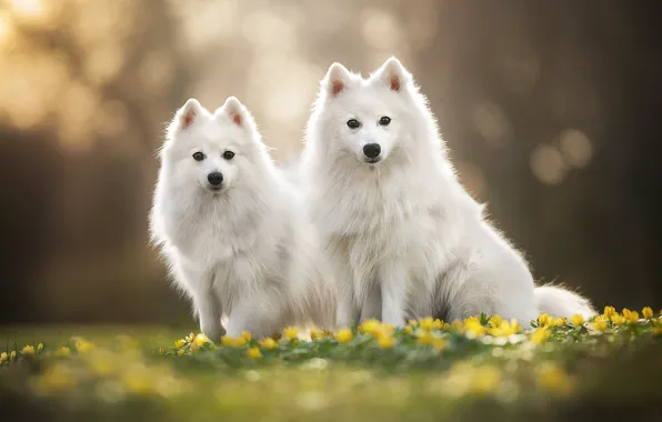 Flowers, a couple, bokeh, two dogs, The Japanese Spitz