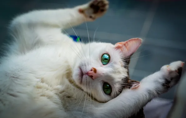Picture cat, white, cat, look, face, pose, background, relax