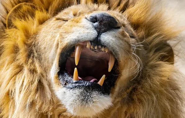 Face, Leo, mouth, mane, the king of beasts, fangs, grin, wild cat