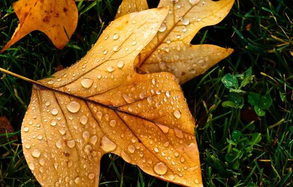 Picture autumn, drops, macro, sheet