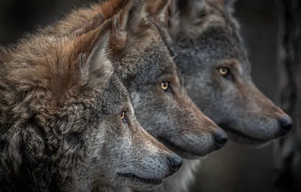 Nature, predator, animal, wolf, wildlife, portrait, portrait., Canis lupus. face