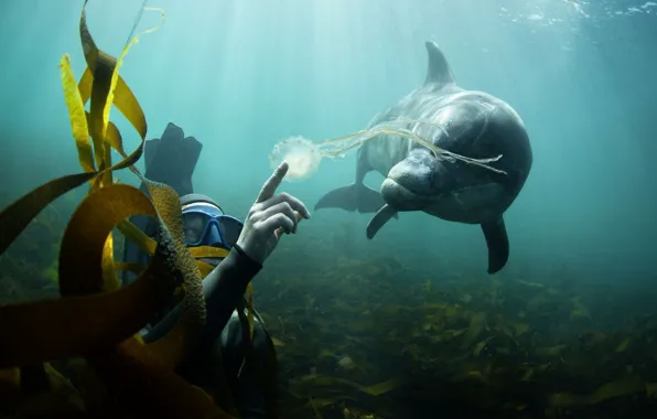 Algae, Dolphin, The ocean, the diver, Medusa.