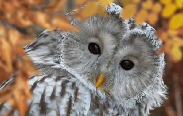 Picture look, owl, bird, Oleg Bogdanov, The Ural owl