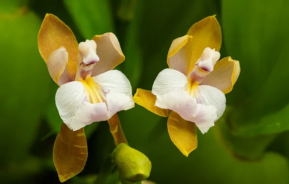 Flowers, background, orchids