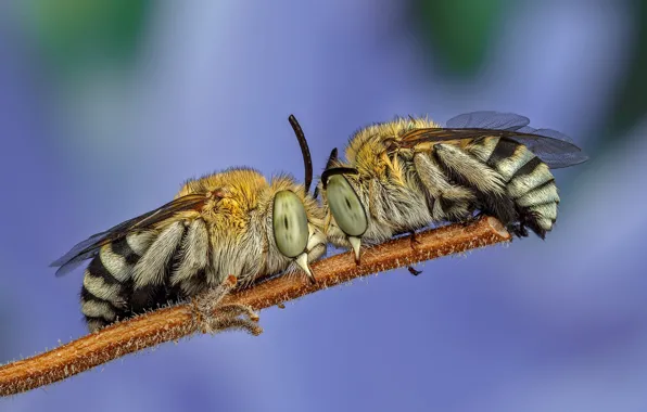 Eyes, macro, insects, background, lilac, two, stem, bees