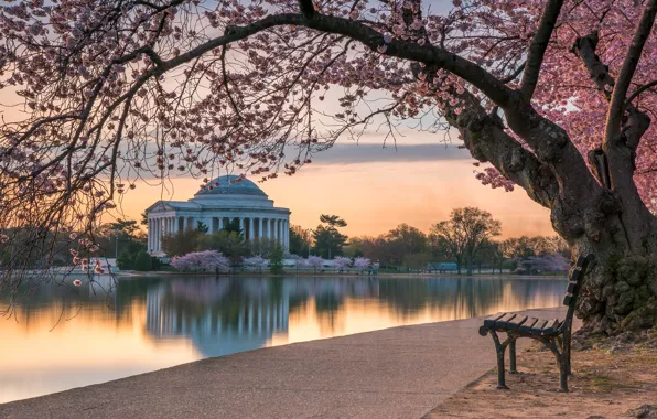 Bench, Park, spring, Sakura, Washington, USA, rotunda, pond