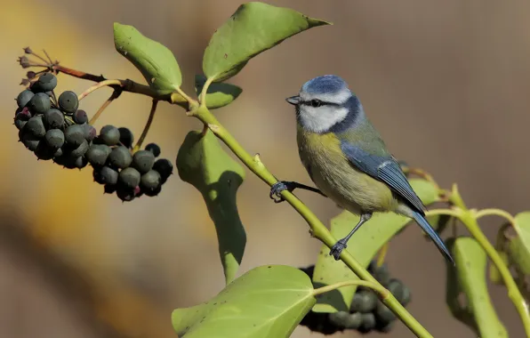 Picture berries, branch, tit