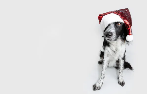 Look, pose, black and white, dog, paws, Christmas, white background, New year