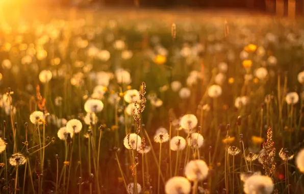 Picture grass, the sun, sunset, dandelions, sunset, sun