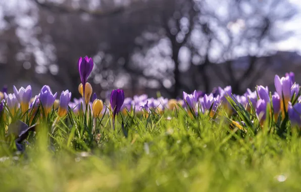 Grass, trees, flowers, Park, glade, spring, yellow, purple