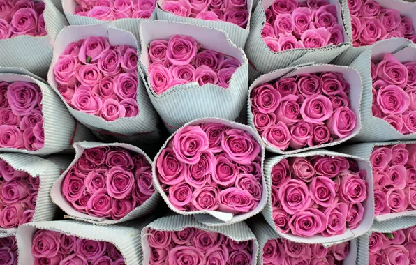 Picture flowers, background, roses