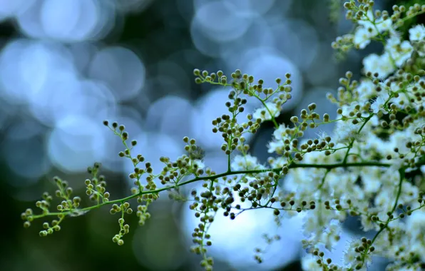Picture nature, branch, blur