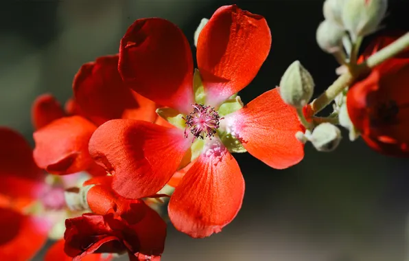 Picture macro, flowers, branch, petals, red
