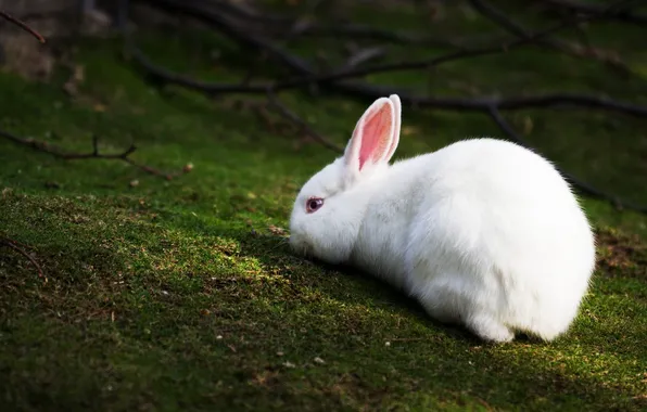 Picture white, grass, branches, rabbit, sharpness