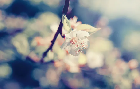 Picture macro, flowers, focus, branch, petals, blossom, macro, cherry