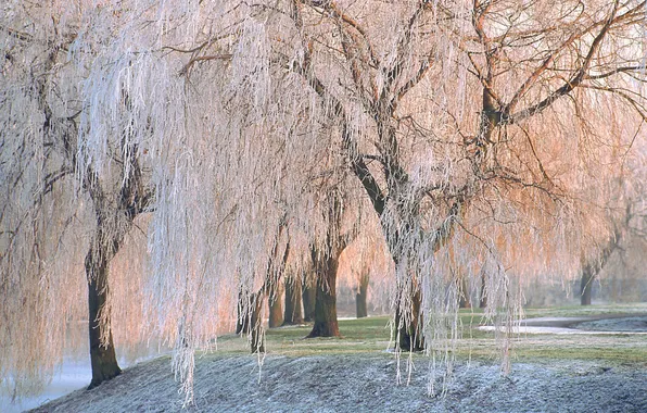 Winter, frost, trees, nature, willow