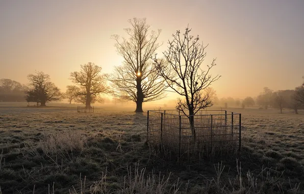 Field, trees, fog, morning
