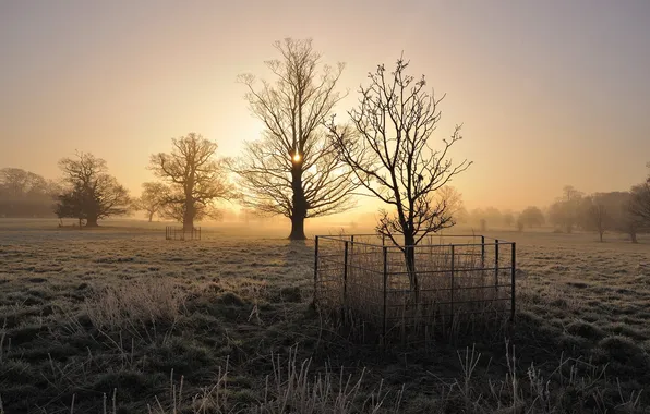 Picture field, trees, fog, morning