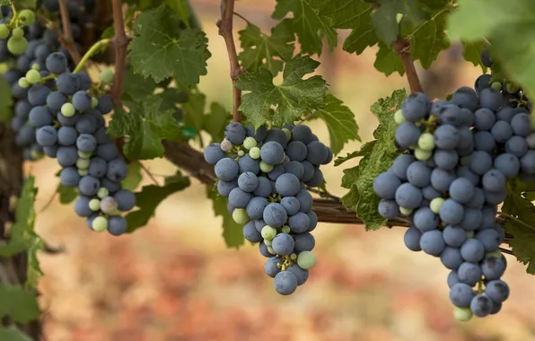 Picture grapes, bunches, vine